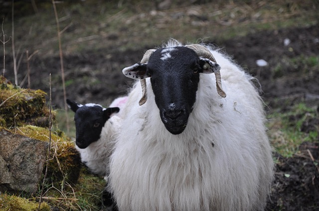 Free Sheep Lamb photo and picture