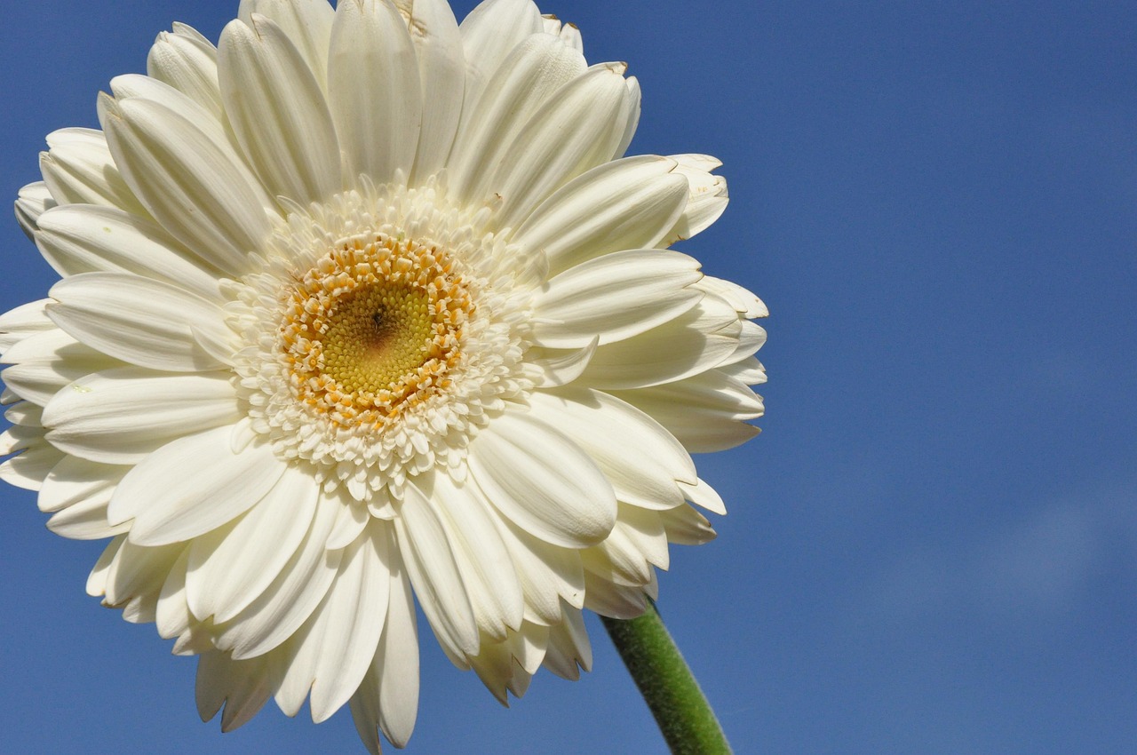 Free Gerbera Flower photo and picture