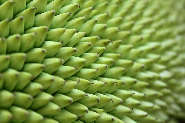 Free Jack Fruit Fruit photo and picture