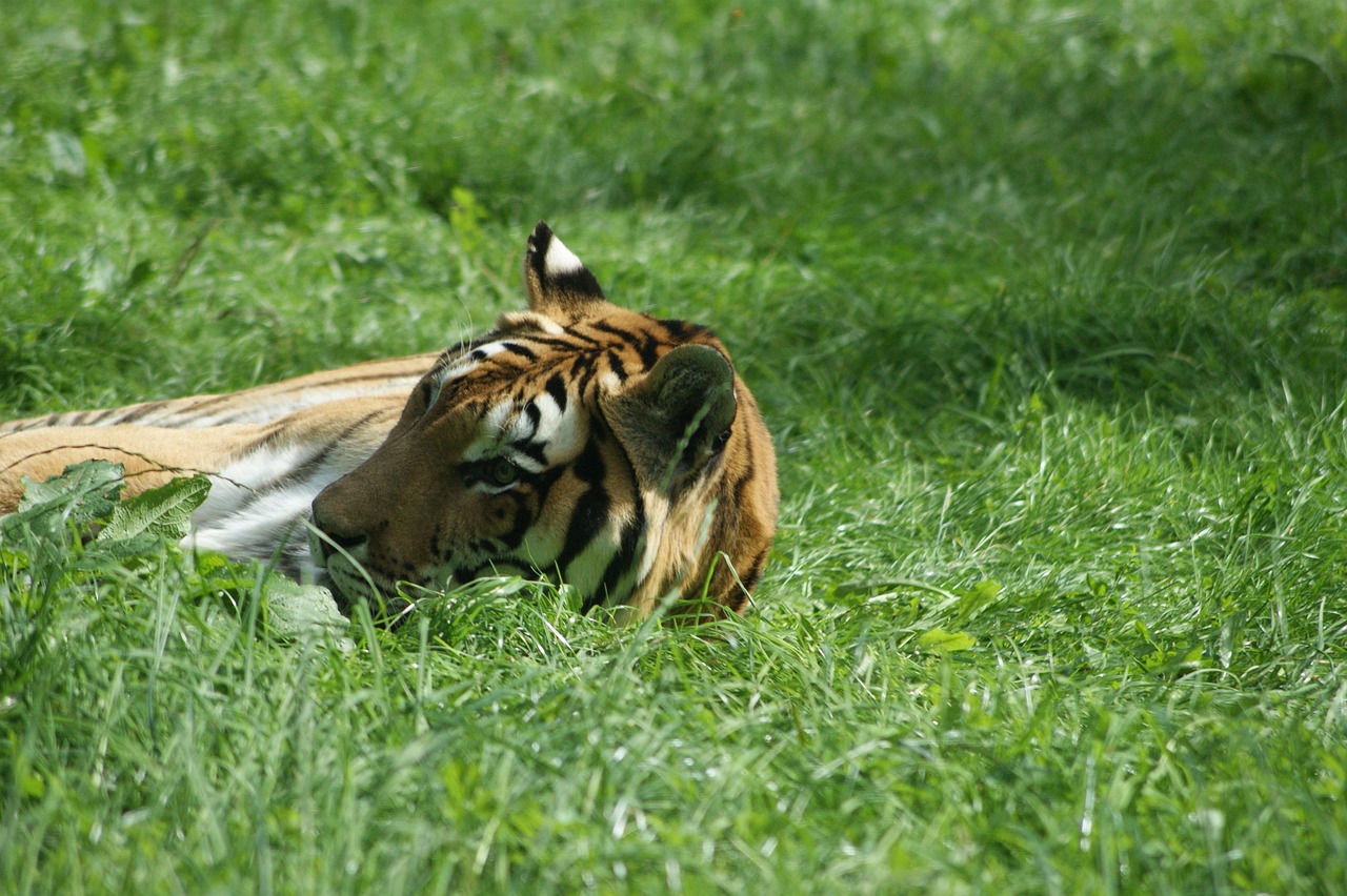 Tiger Lie Tiger Lies Grass - Free photo on Pixabay - Pixabay