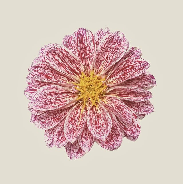 Free dahlia blossom bloom illustration