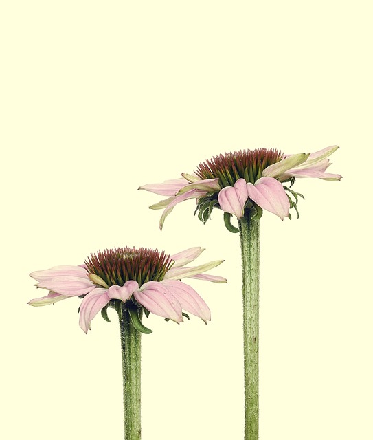 Equinácea, Flor, El Verano, Rosado