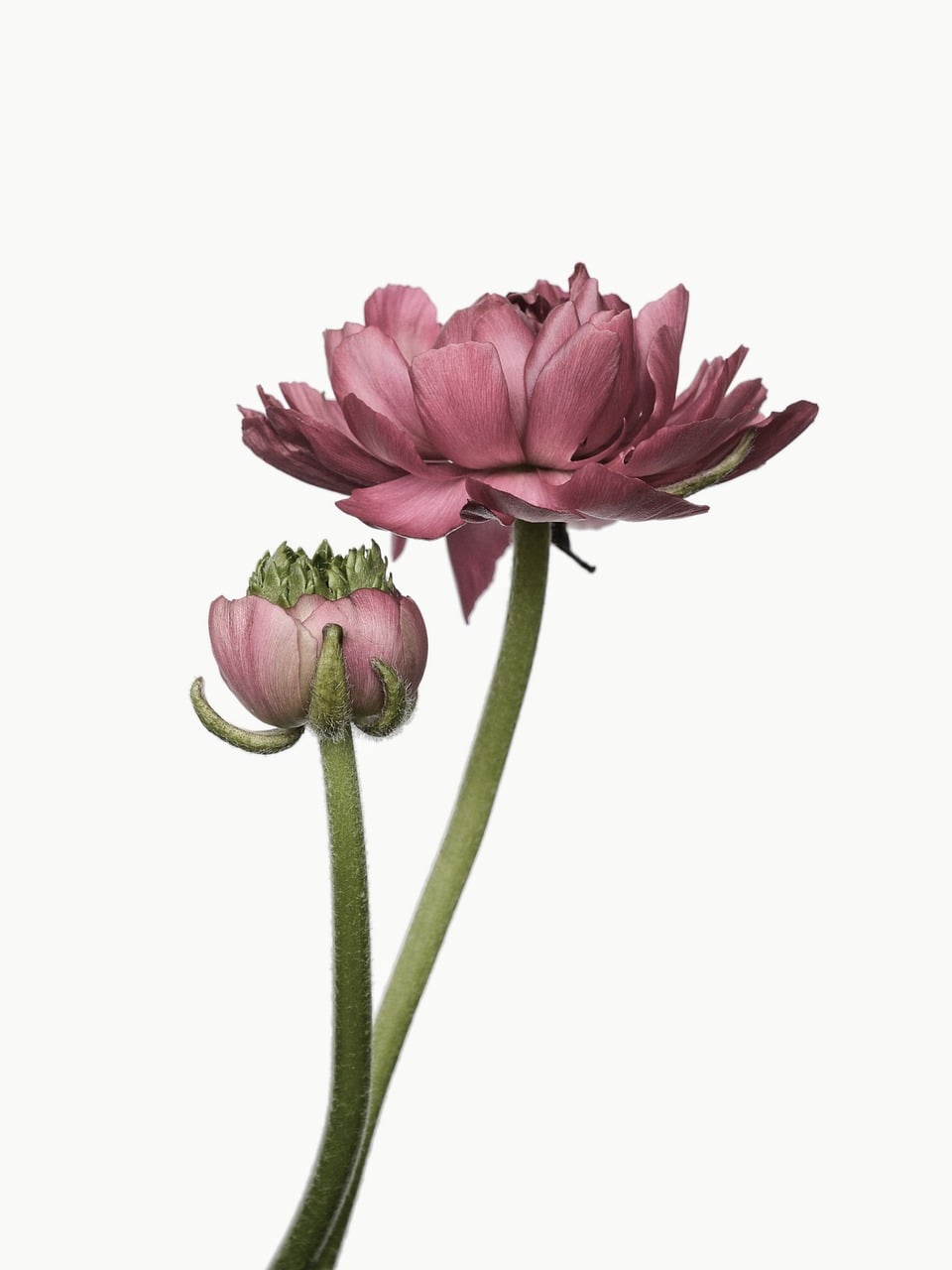 600+ Free Ranunculus & Nature Images Pixabay