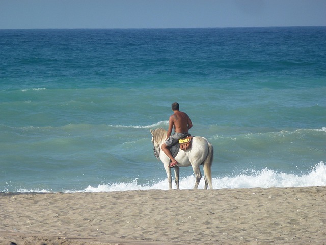 Cavalo, Mar, Oceano, Agua