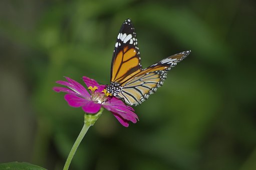 Floare, Fluture, Flori Fundal, Gradina