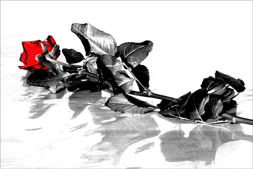 Roz, Dragoste, Floare, Red, Pasiune