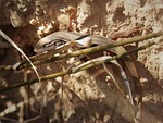 lizard, sargantana, saurian