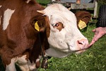 cow, hand, head