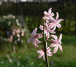 flower, garden white pink, star