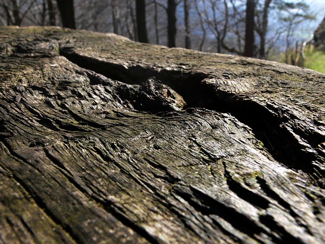 Free Tree Trunk Lying photo and picture
