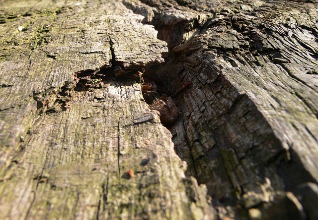 Free Tree Trunk Lying photo and picture