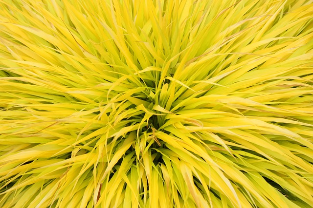 Gras, Bürste, Landschaft, Gelb, Spitze