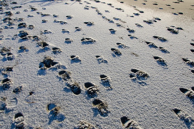 Free Footsteps Sand photo and picture