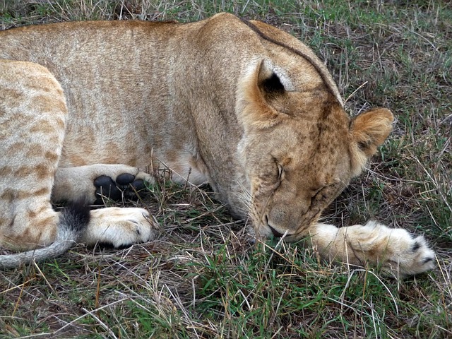 Löwe, Tierwelt, Afrikanisch, Raubtier