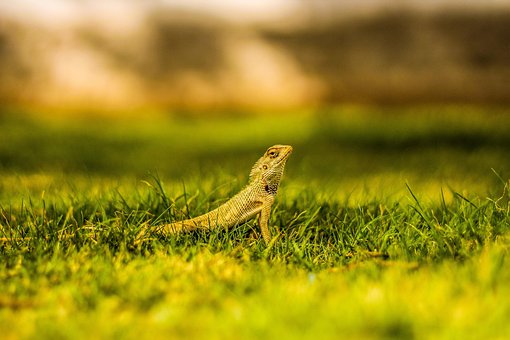 Free Lizard Grass photo and picture