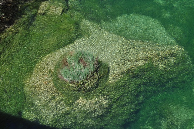 Free Basin Underwater Vegetation photo and picture