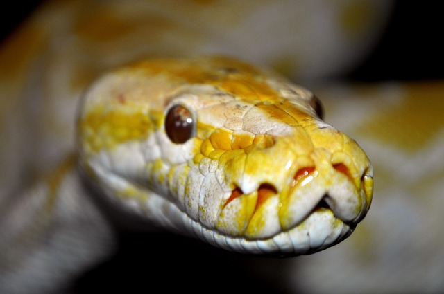 Free Snake Animal photo and picture