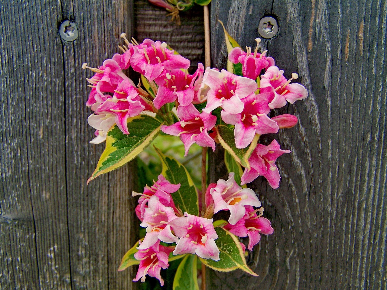 Rosenkranz Rosa Blühender Strauch Kostenloses Foto auf Pixabay Pixabay