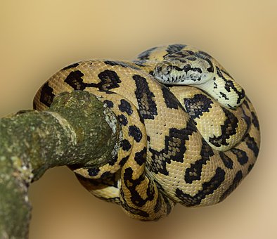 Download free HD stock image of Carpet Python Snake Wild Animal Free Carpet Python Snake Wild Animal photo and picture