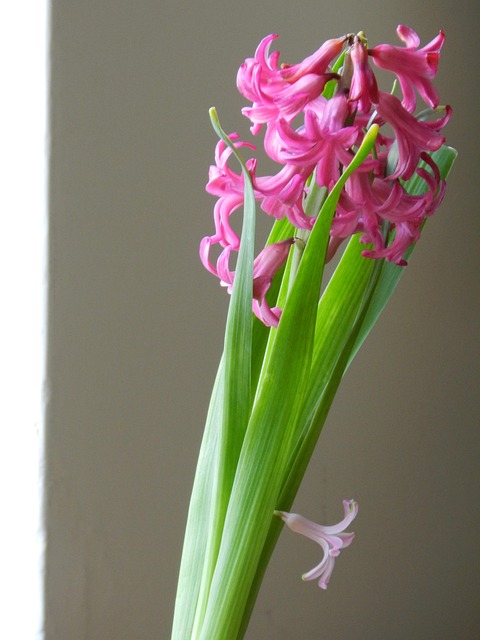 Free Flower Flower Background photo and picture