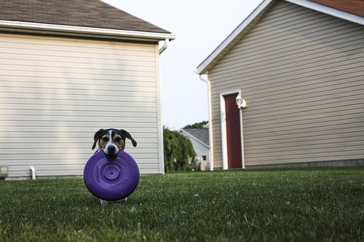 Free Dog Puppy photo and picture