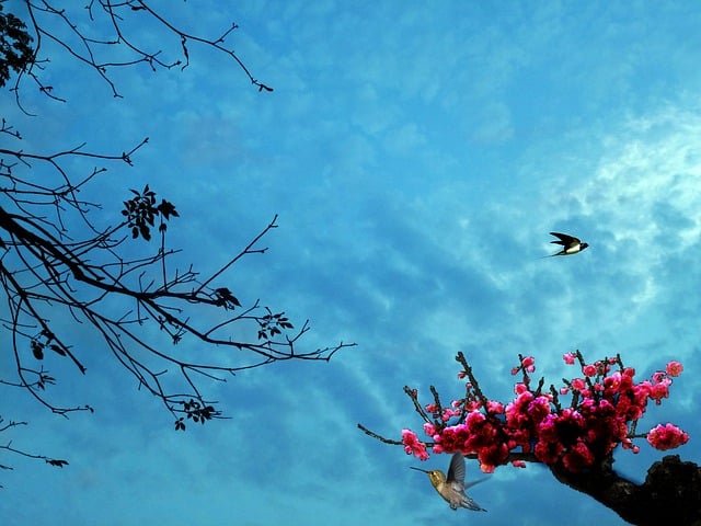 Free flowers sky tree illustration