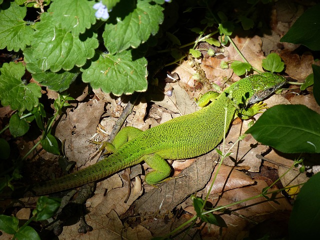 Free Lizard Forest photo and picture