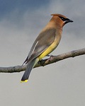 cedar, wax, wing