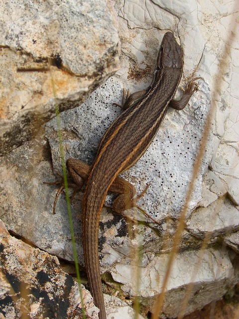 Lagartija Roca Reptiles - Foto gratis en Pixabay - Pixabay