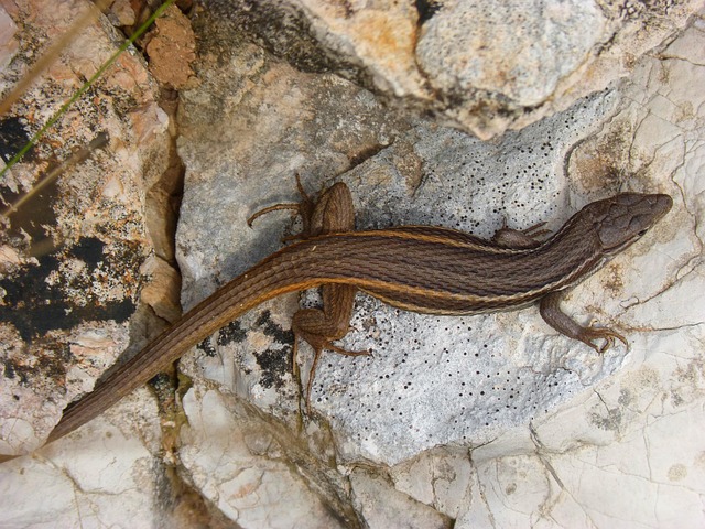Lagartija Roca Reptiles - Foto gratis en Pixabay - Pixabay