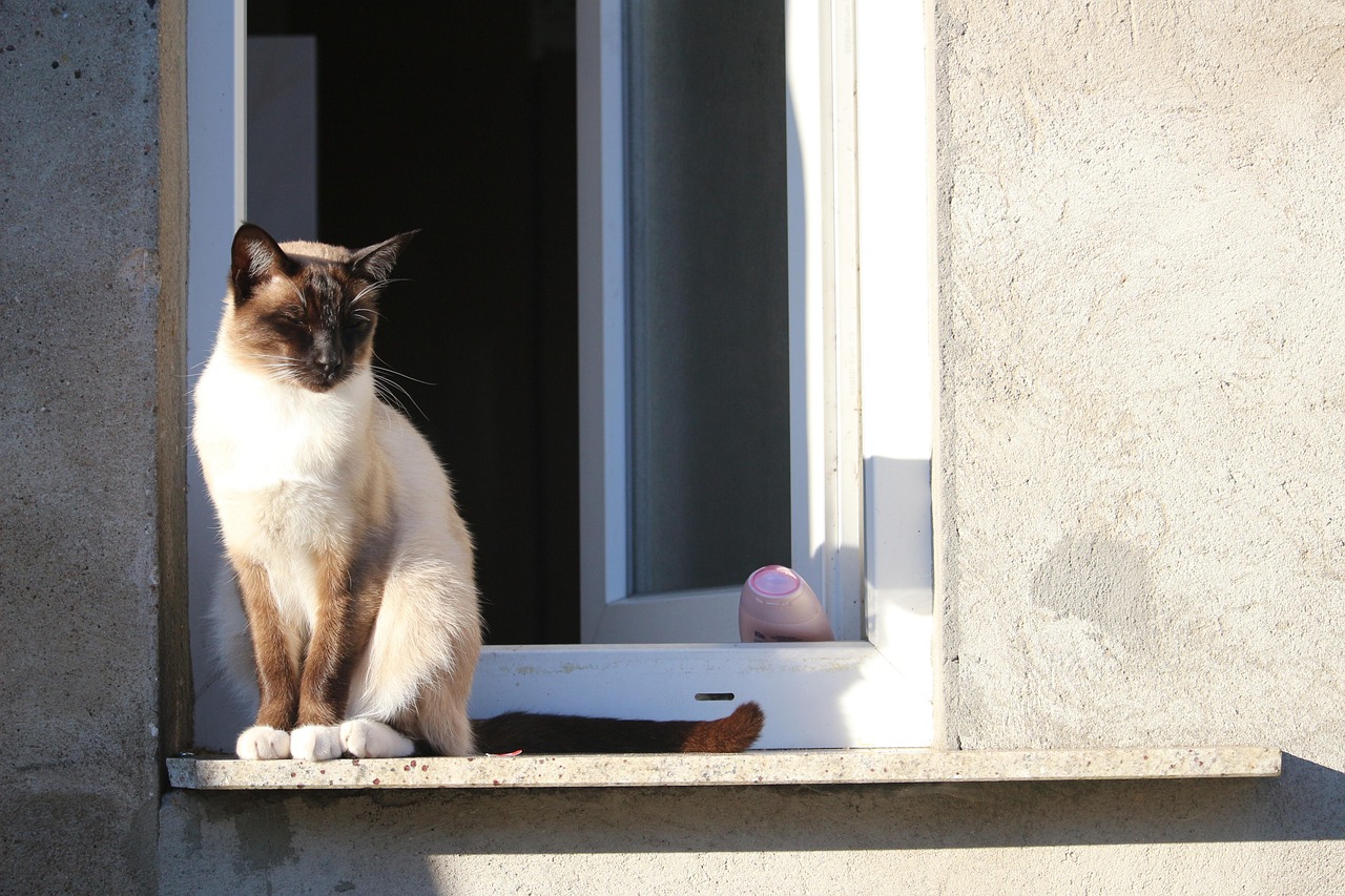 Siamese - free online jigsaw puzzle photo
