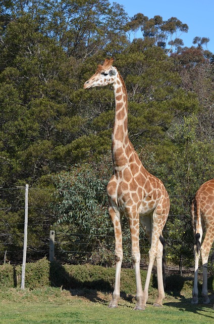 Free Giraffe Animal photo and picture