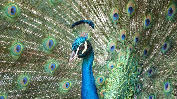 Pavo Real, Ave, Plumas