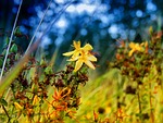 tutsan, vulnerary plants, grass