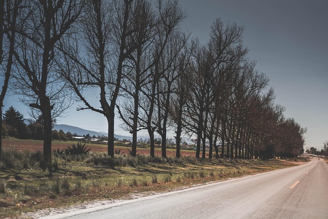 Árvores, Caminho, Natureza, Rodovia
