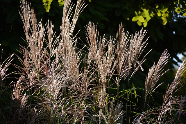 Free Reed Nature photo and picture