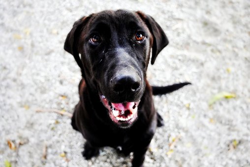 Hund, Haustier, Porträt, Eckzahn