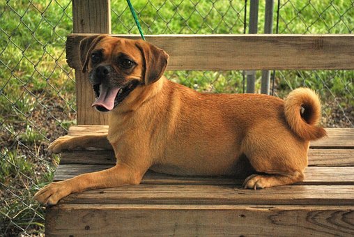 Mops, Hund, Haustier, Tier, Bank, Pose