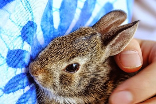 Hase, Baby Hase, Kaninchenbaby, Brown