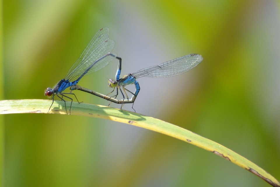 Free photo Nature, Dragonflies, Pairing Free Image on Pixabay 965933