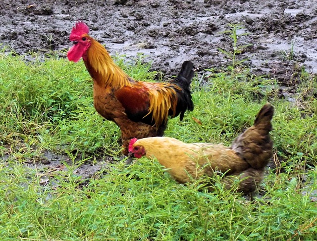 Rhode Island Red Egg Yellow When Cooked Rhode Island Red Egg Yellow When Cooked
