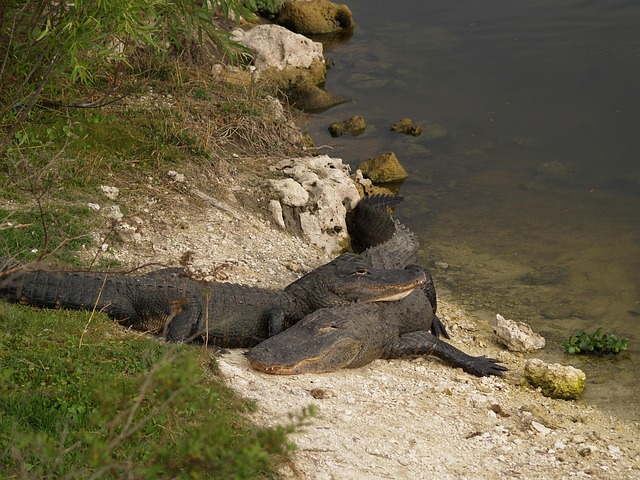Dragoste, Aligator, Viata Salbatica