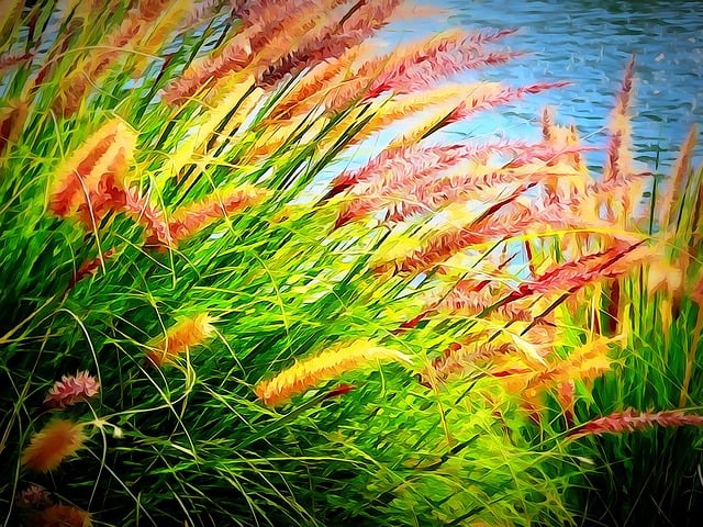 Free rushes waterside plant illustration
