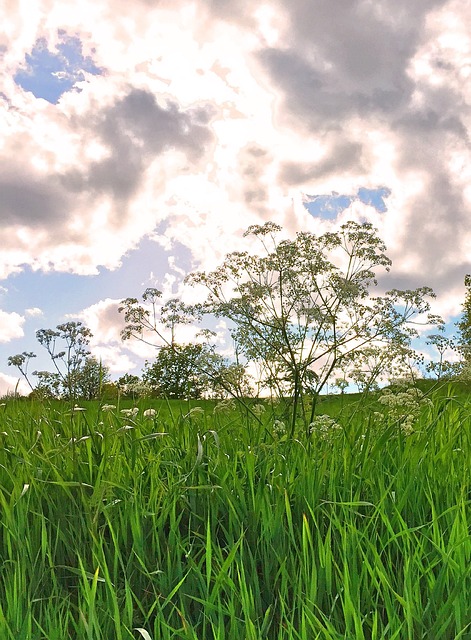 Natur, Sky, Sommer, Vejr, Smukt