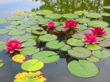 Free Flowers Pond photo and picture