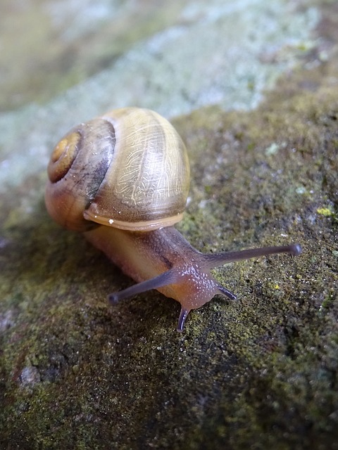 Free Snail Rock photo and picture