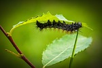 caterpillar, larva, animal