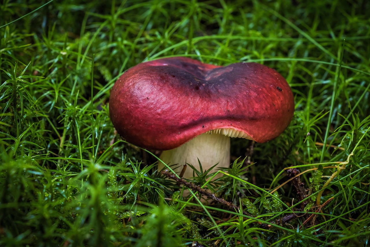 Mushroom - free online jigsaw puzzle photo