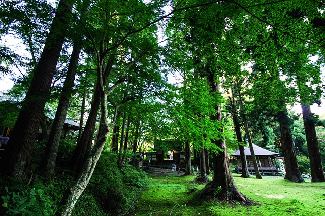 Mystisk, Mountain, Japan, Natur, Lys