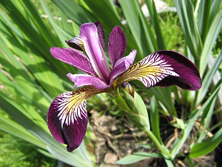 Free Sword Lily Iris photo and picture